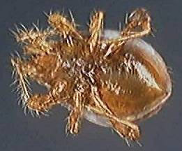 Parasitidae 12